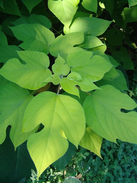 Scott Arboretum | Broussonetia papyrifera 'Golden Shadow'