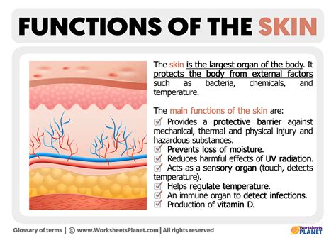 Functions Of The Skin