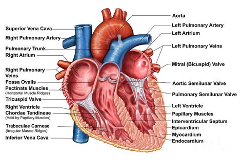 Anatomy Of Heart Interior, Frontal Digital Art by Stocktrek Images