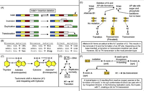 1 Molecular basis of mutation. (A) Various types of mutations affecting ...