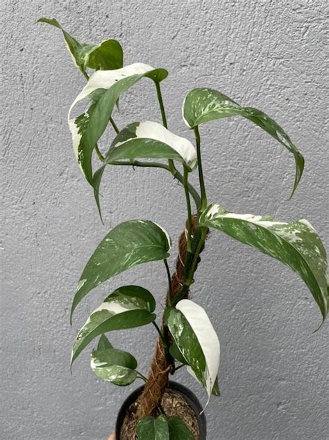 Home & Living Philodendron epipremnum pinnatum variegated Outdoor ...