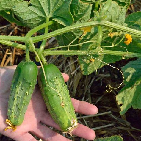 Boston Pickling Heirloom Cucumber Seeds | Terroir Seeds