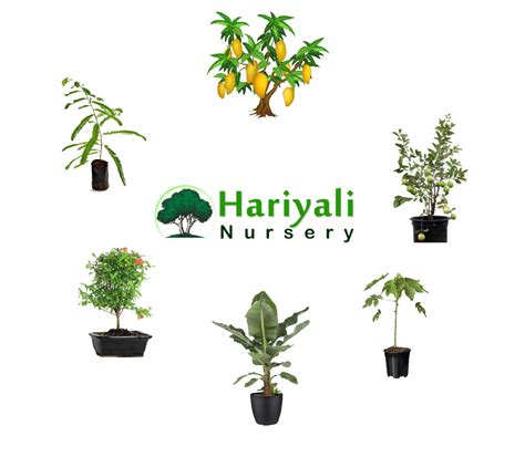 About | Hariyali Nursery