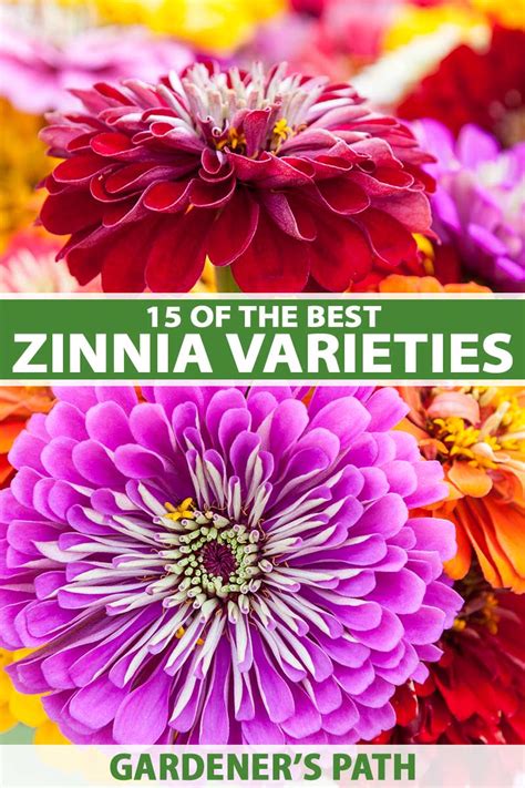 15 of the Best Zinnia Varieties | Gardener’s Path