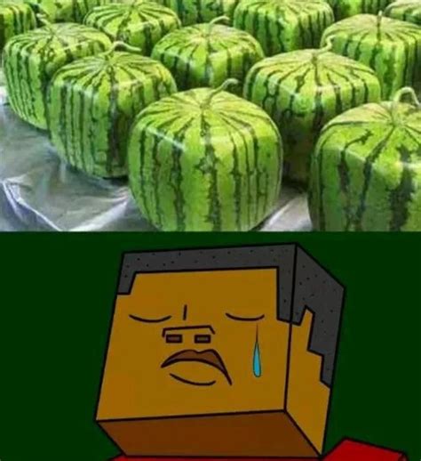 The best watermelon memes :) Memedroid