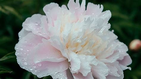 Perfect Peonies: 29 Favorite Varieties and Growing Guide | Sunset - Sunset Magazine