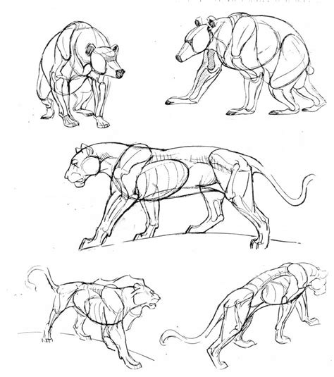 Bear, Panther, Anatomy reference | Sketches, Animal drawings, Anatomy ...