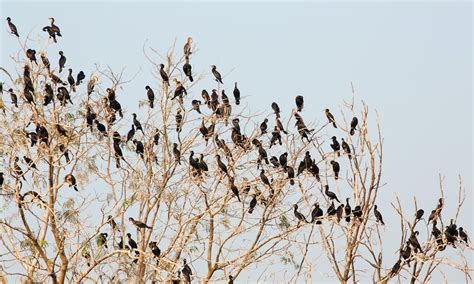 Preventing Cormorant Predation