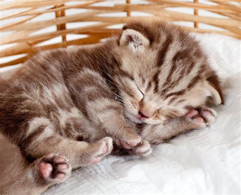 Funny sleeping baby cat kitten in wicker basket — Stock Photo © oksun70 #11854076