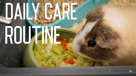 Guinea Pig Daily Care Routine - YouTube