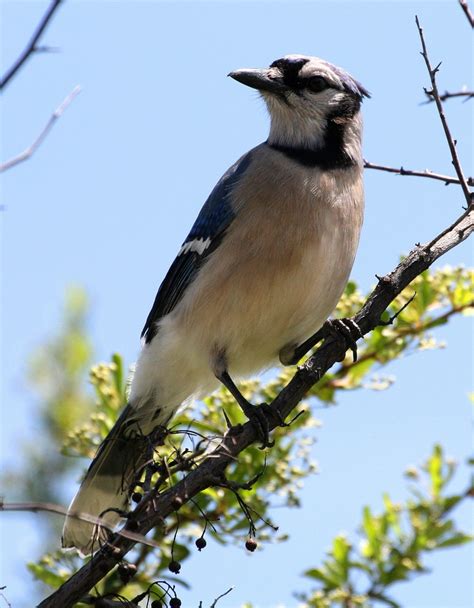 41 best North Texas Birds images on Pinterest | Midland texas, Texas and Patio