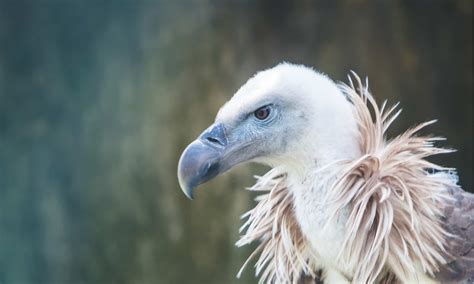 Griffon Vulture Wingspan