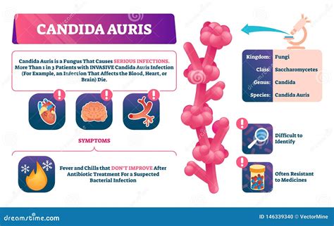 Candida Auris Infection Close-Up. Medical Research And Treatment ...