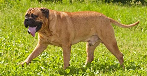 Bullmastiff Breed Guide (Lifespan, Size & Characteristics)