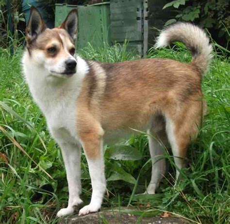 Norwegian Lundehund - Dog Breed Information and Images - K9 Research