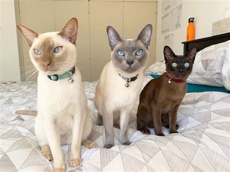 Seal Point Siamese Cat Colors | SexiezPix Web Porn