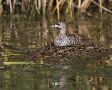 Pied-billed Grebe On Nest – Feathered Photography