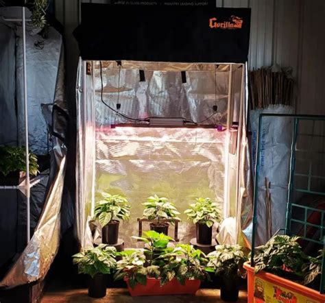 How Much Can a 4x4 Grow Tent Yield?