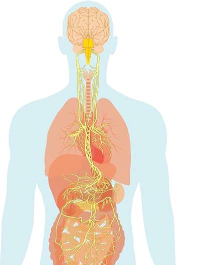 Truvaga - Learn the Science Behind Truvaga Vagus Nerve Therapy