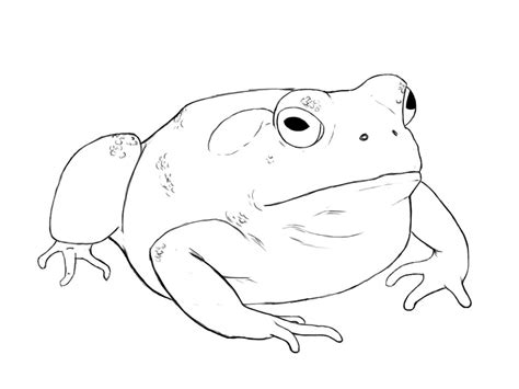 How To Draw A Toad - Draw Central | Drawings, Frog drawing, Frog art