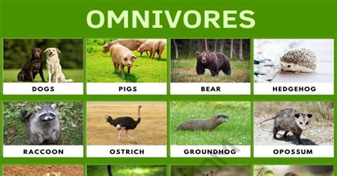 Omnivore: List of Amazing Animals that Are Omnivores • 7ESL