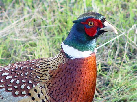 South Dakota State Bird | Ring-Necked Pheasant