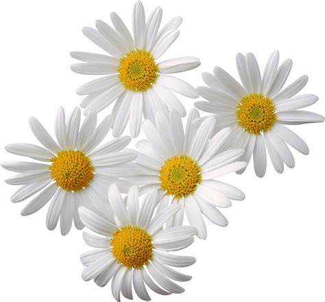 Flowers Daisy White Yellow transparent PNG - StickPNG