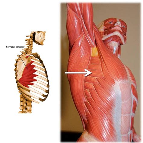 Acumen Athletics: Muay Thai Shoulder Mobility. Scapular Push up w/ Downward Facing Dog