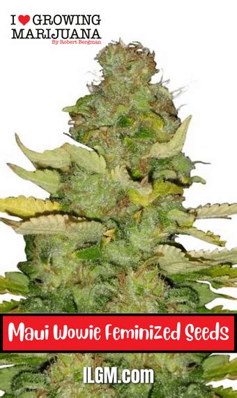 Maui Wowie Strain Review & Growing Guide [Aka Maui Waui] - GetBudsLegalize.com