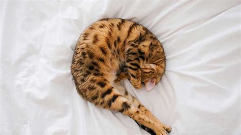 Bengal Cat Health Issues and How to Prevent Them