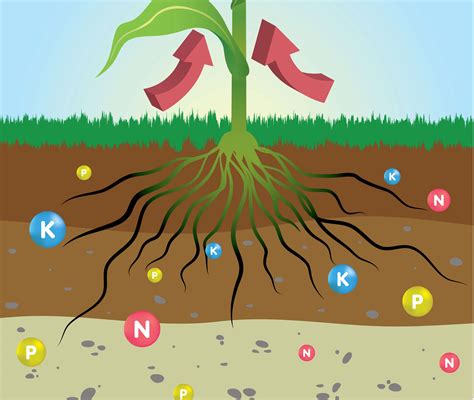 Understanding Plant Nutrition - GreenPlanet Nutrients USA