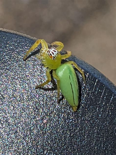 Green jumping spider in Hamilton Island! : r/AustralianSpiders