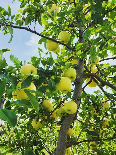 27 Yellow Apple Varieties For Garden