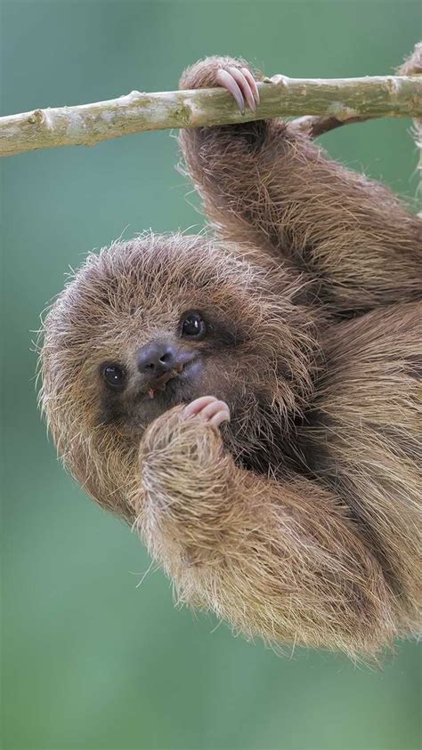 Sloth Wallpaper - KoLPaPer - Awesome Free HD Wallpapers