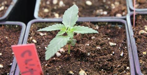 Come coltivare cannabis auto fiorente - Royal Queen Seeds