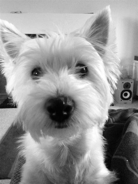 Pin by magali hicks on Color : Black & White | Westie dogs, Cute dogs, West highland terrier