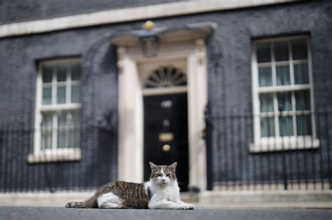 Larry the Cat celebrates 10 years at Downing Street | Daily Sabah