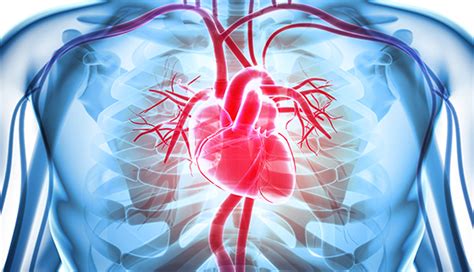 Rheumatic Heart Disease | Johns Hopkins Medicine