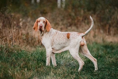 Bracco Italiano: Breed Info, Pictures & Facts | Hepper