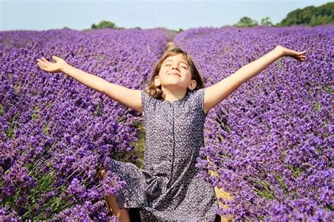 Mayfield Lavender Farm in Surrey is a must-visit this summer - Surrey Live