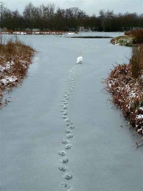 Fisher Cat Tracks In Deep Snow