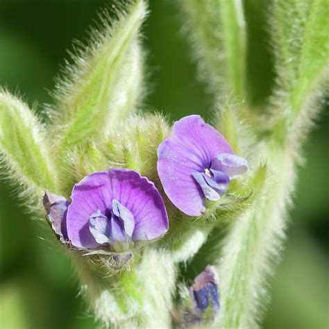 Soybean Flowers, Glycine Max by Nnehring