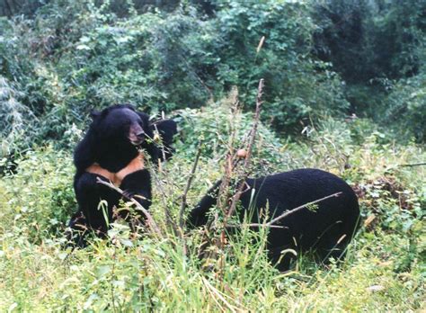 Moon bears, rescued from Chinese bear bile farms by Animal… | Flickr