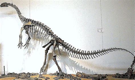 PIctures and Profiles of Prosauropod Dinosaurs