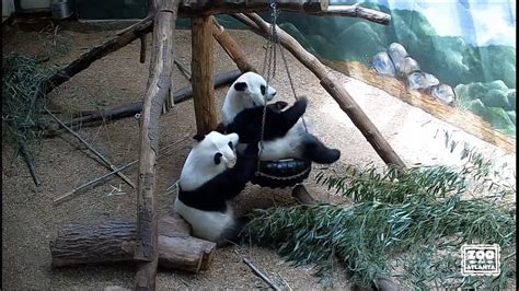 Panda Updates - Friday, August 13 - Zoo Atlanta