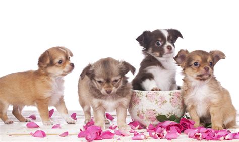 Teacup Chihuahua Lifespan: 7 Factors Affecting Their Life Expectancy