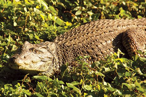 The Light Magazine - Nov-Dec 2020 - The Endangered Cuban Crocodile