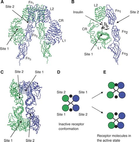 Insulin Receptor Structure