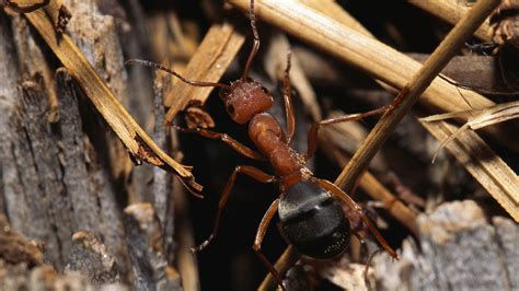 Carpenter Ant Traps Outdoor - Goimages Connect