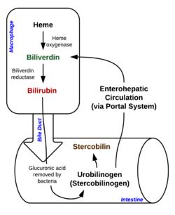 Biliverdin - Wikipedia